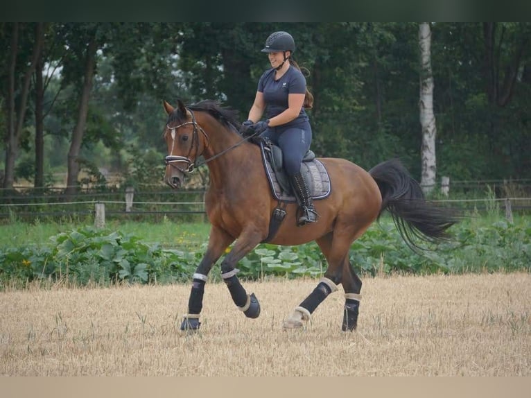 Hannoveraan Merrie 11 Jaar 163 cm Bruin in Uetze
