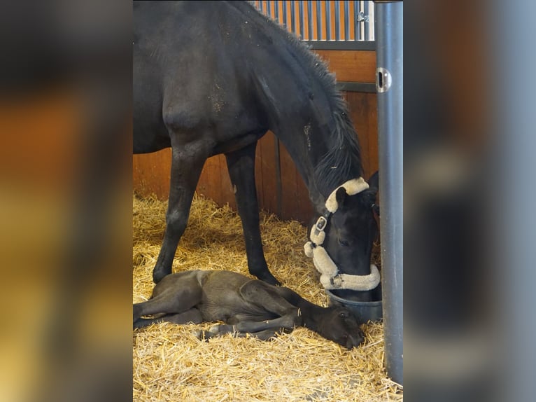 Hannoveraan Merrie 11 Jaar 163 cm Zwart in Bad Wurzach