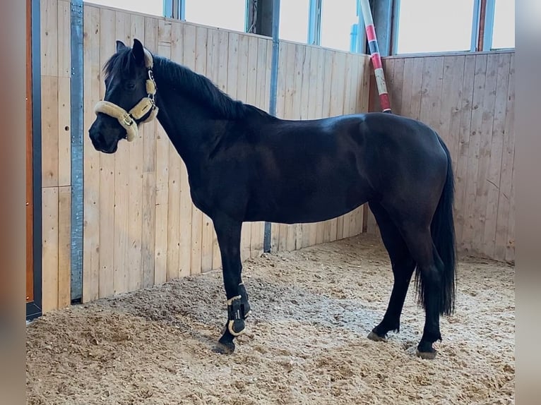 Hannoveraan Merrie 11 Jaar 163 cm Zwart in Bad Wurzach