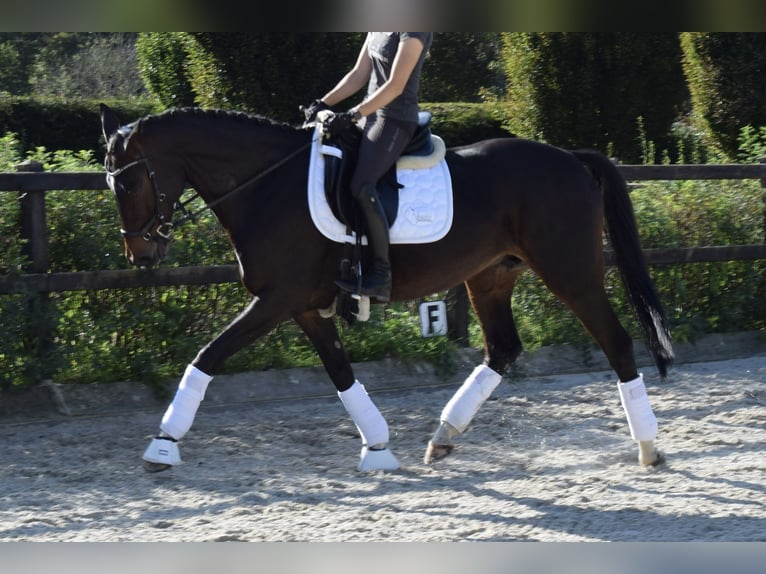 Hannoveraan Merrie 11 Jaar 164 cm Donkerbruin in Garden