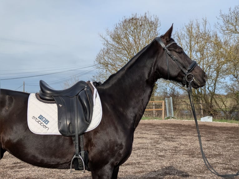 Hannoveraan Merrie 11 Jaar 164 cm Zwart in Prahecq