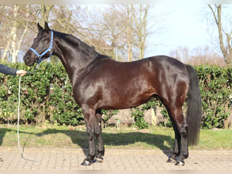 Hannoveraan Merrie 11 Jaar 164 cm Zwart in Selsingen