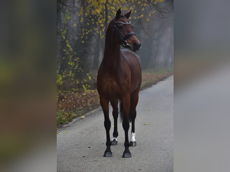 Hannoveraan Merrie 11 Jaar 165 cm Donkerbruin in Grieselstein