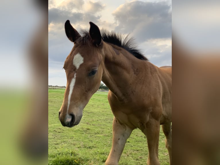 Hannoveraan Merrie 11 Jaar 165 cm Donkerbruin in Hatten