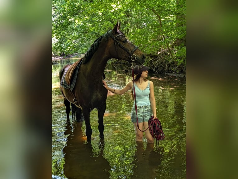 Hannoveraan Merrie 11 Jaar 165 cm Donkerbruin in Witzhave