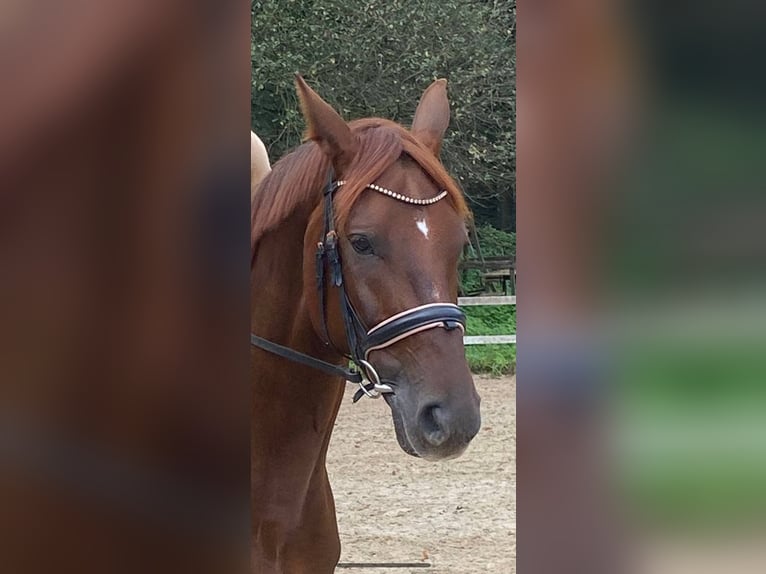 Hannoveraan Merrie 11 Jaar 165 cm Donkere-vos in Dormagen