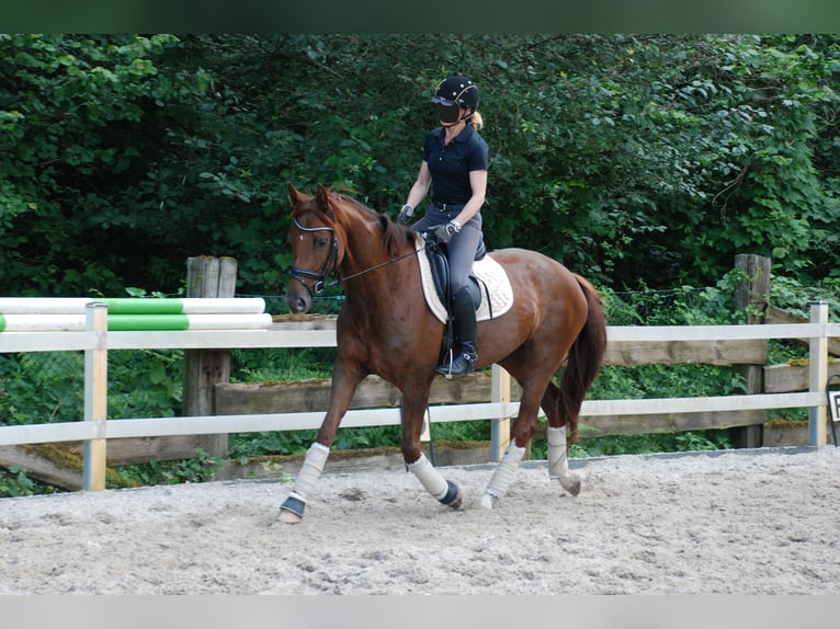 Hannoveraan Merrie 11 Jaar 165 cm Donkere-vos in Dormagen