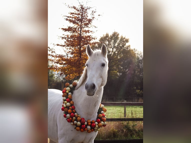 Hannoveraan Merrie 11 Jaar 165 cm Schimmel in Sommerland