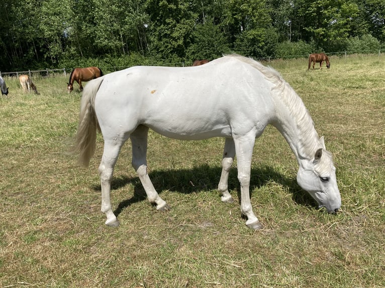 Hannoveraan Merrie 11 Jaar 165 cm Schimmel in Sommerland