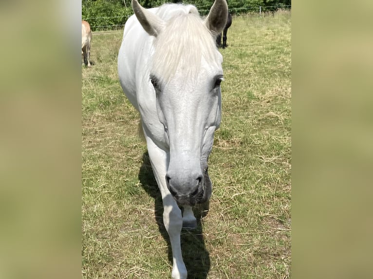 Hannoveraan Merrie 11 Jaar 165 cm Schimmel in Sommerland