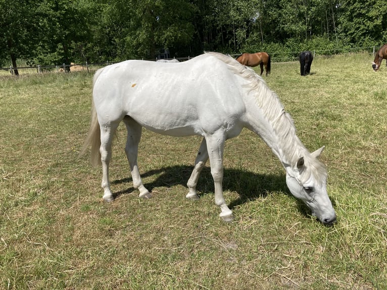 Hannoveraan Merrie 11 Jaar 165 cm Schimmel in SommerlandSommerland