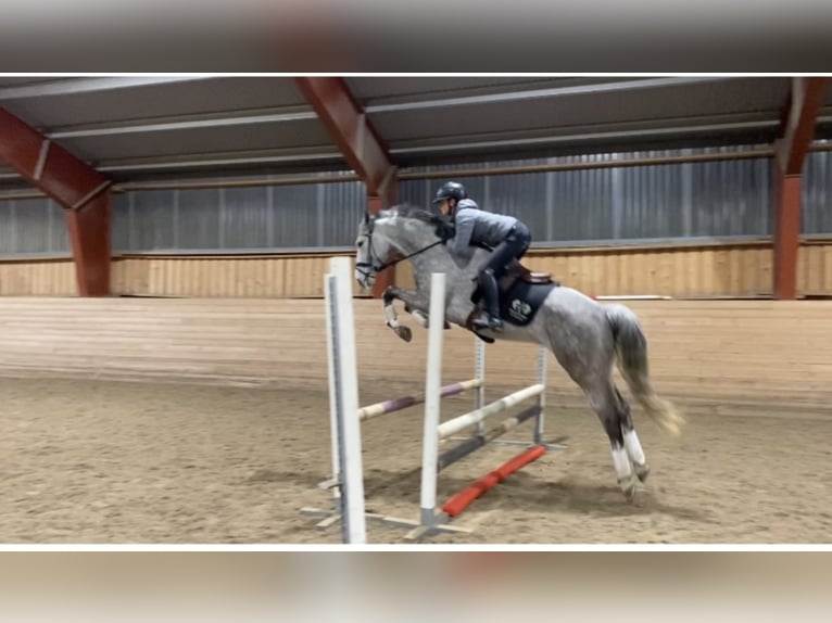 Hannoveraan Merrie 11 Jaar 166 cm Schimmel in Sigtuna