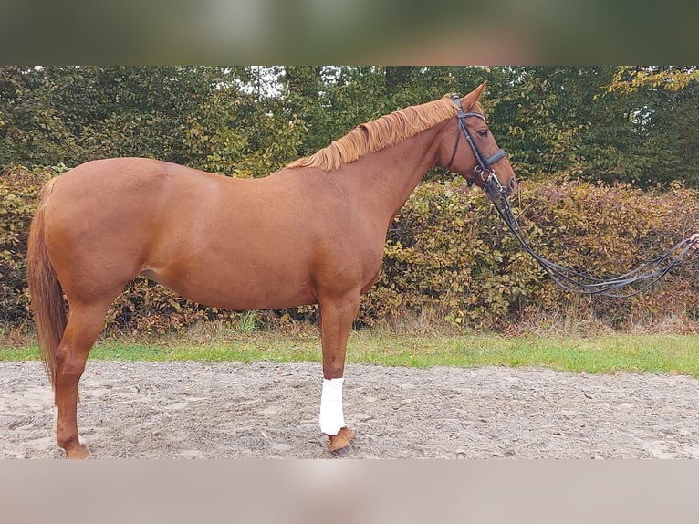 Hannoveraan Merrie 11 Jaar 166 cm Vos in Heidgraben