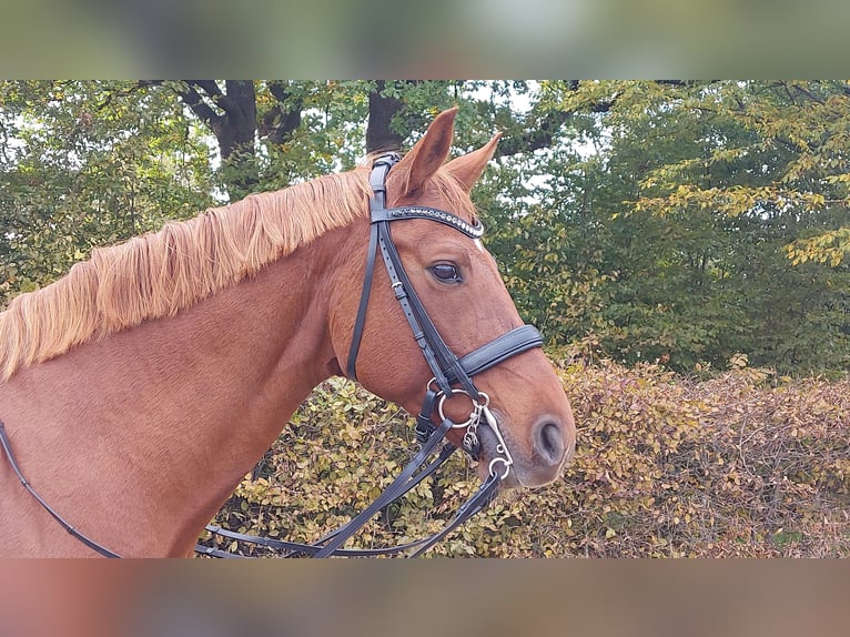 Hannoveraan Merrie 11 Jaar 166 cm Vos in Heidgraben