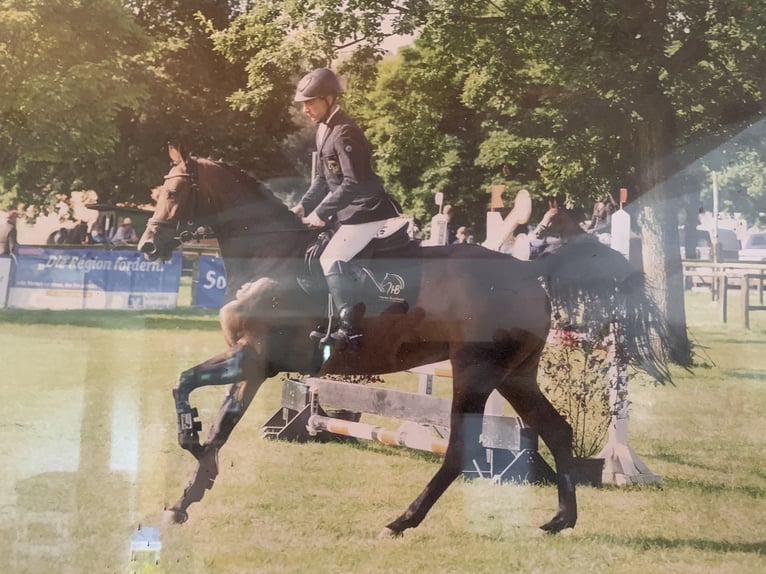 Hannoveraan Merrie 11 Jaar 167 cm Donkerbruin in Müden (Aller)