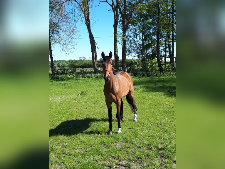 Hannoveraan Merrie 11 Jaar 167 cm Donkerbruin in Ganderkesee