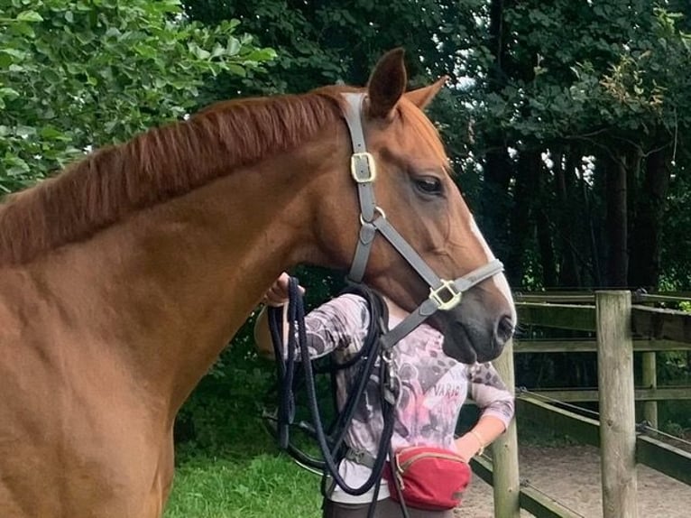 Hannoveraan Merrie 11 Jaar 167 cm Vos in Köthel