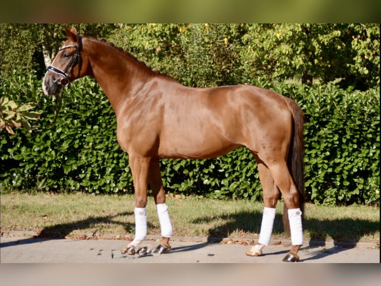 Hannoveraan Merrie 11 Jaar 167 cm Vos in Valluhn