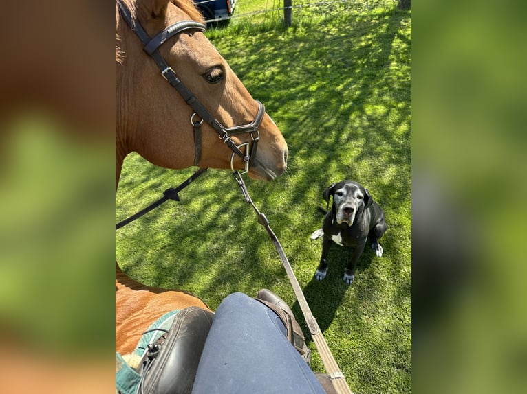 Hannoveraan Merrie 11 Jaar 167 cm Vos in Triesen