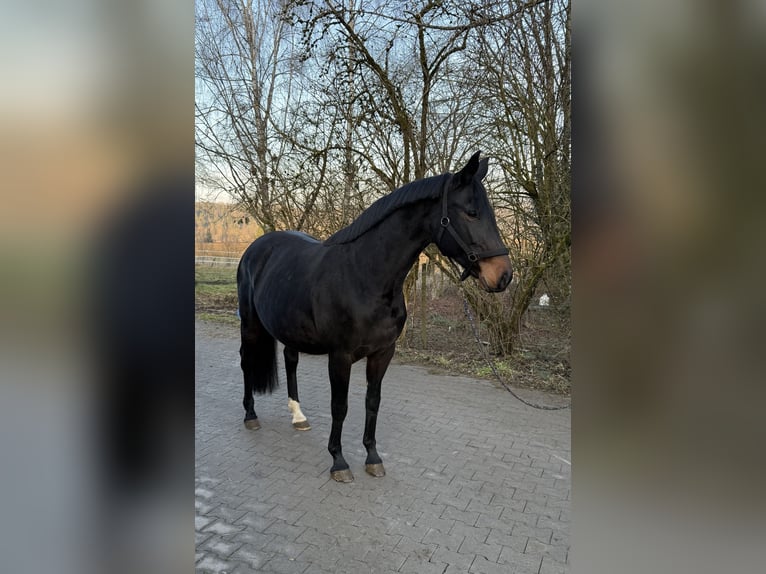 Hannoveraan Merrie 11 Jaar 168 cm Bruin in Weil der Stadt