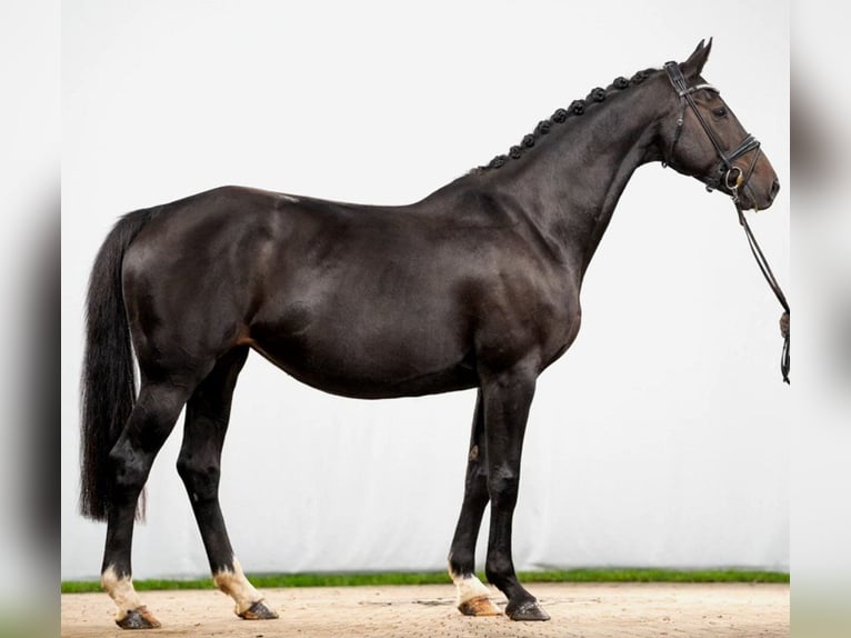 Hannoveraan Merrie 11 Jaar 168 cm Donkerbruin in Telgte