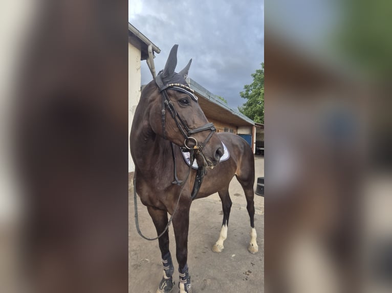 Hannoveraan Merrie 11 Jaar 168 cm Donkerbruin in Schwalmstadt