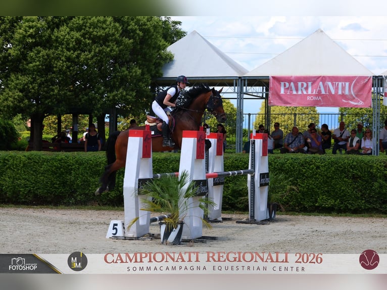 Hannoveraan Merrie 11 Jaar 168 cm Donkerbruin in Padova