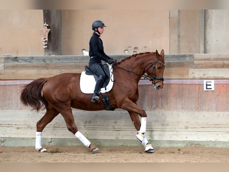 Hannoveraan Merrie 11 Jaar 168 cm Vos in Altenstadt