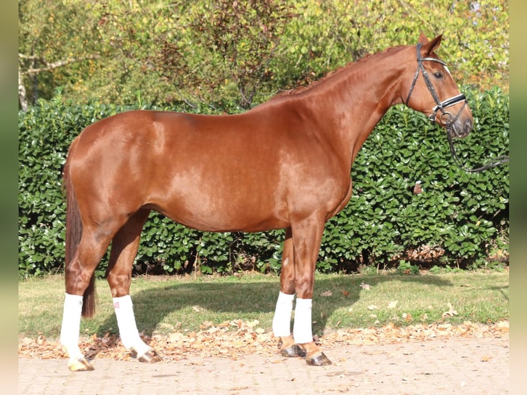 Hannoveraan Merrie 11 Jaar 168 cm Vos in Selsingen