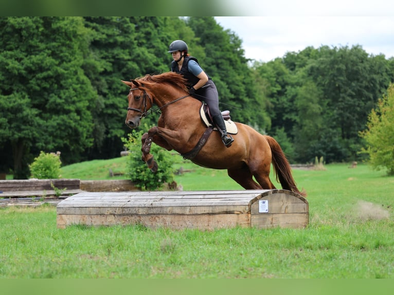 Hannoveraan Merrie 11 Jaar 168 cm Vos in Pr&#xF6;tzel HarnekopPr&#xF6;tzel