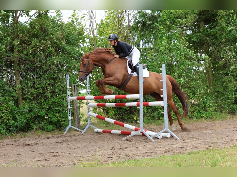Hannoveraan Merrie 11 Jaar 168 cm Vos in Pr&#xF6;tzel HarnekopPr&#xF6;tzel