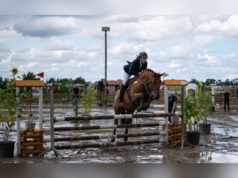 Hannoveraan Merrie 11 Jaar 168 cm Vos in Pr&#xF6;tzel HarnekopPr&#xF6;tzel