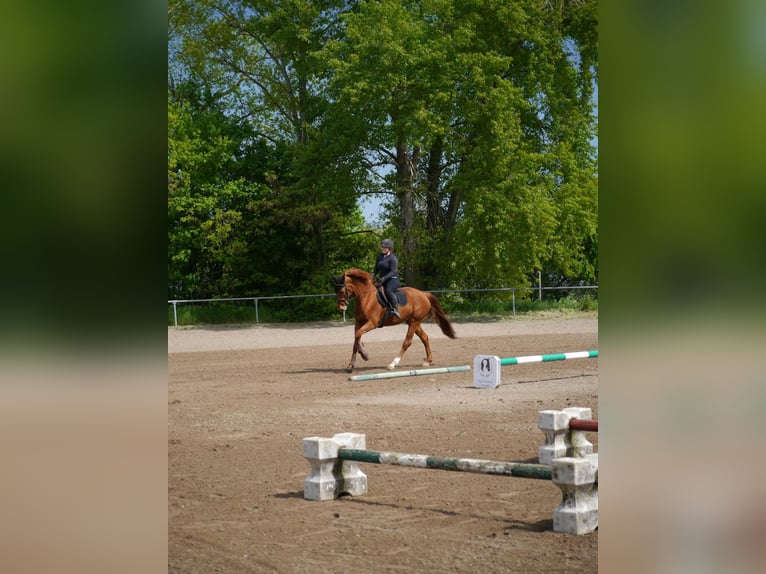 Hannoveraan Merrie 11 Jaar 168 cm Vos in Spall