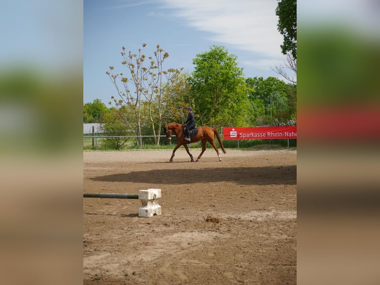Hannoveraan Merrie 11 Jaar 168 cm Vos in Spall