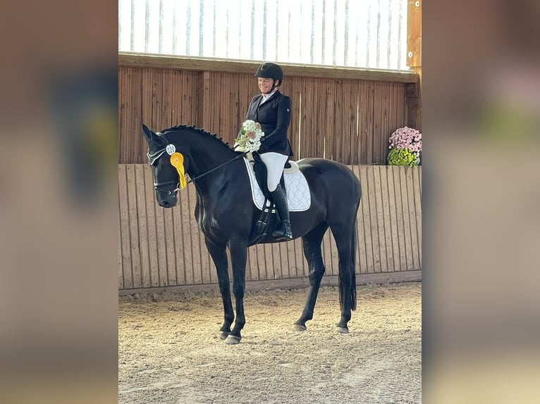 Hannoveraan Merrie 11 Jaar 168 cm Zwart in Bad Schmiedeberg