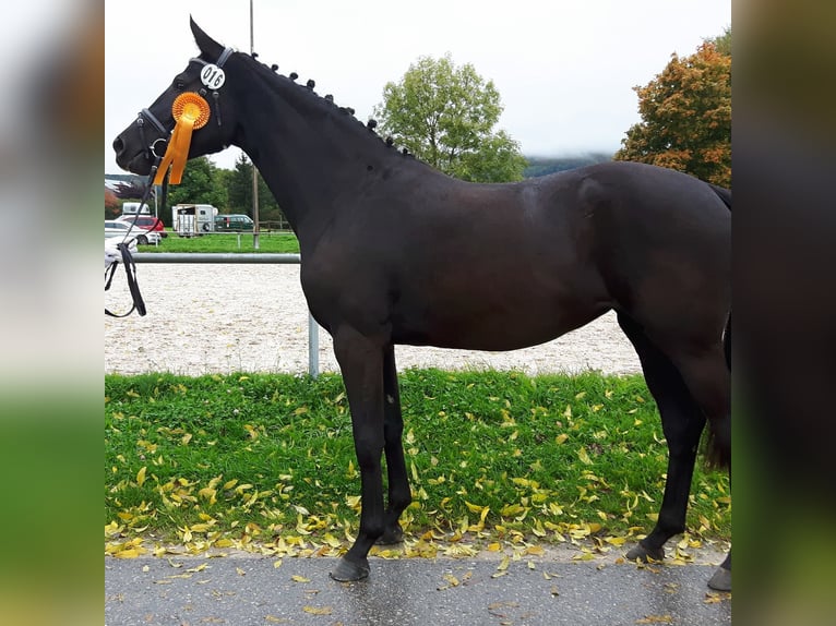 Hannoveraan Merrie 11 Jaar 168 cm Zwart in Poggensee