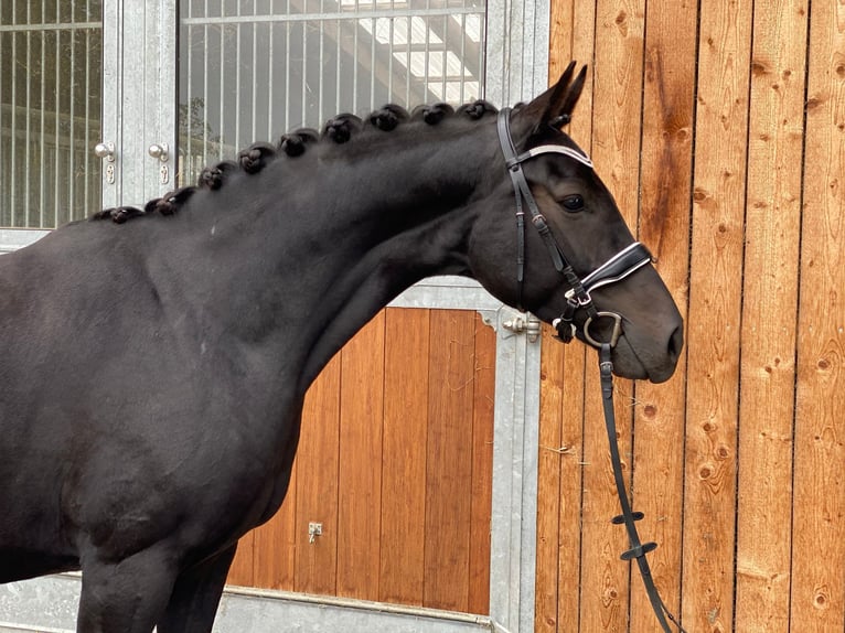 Hannoveraan Merrie 11 Jaar 168 cm Zwart in Meckenbeuren