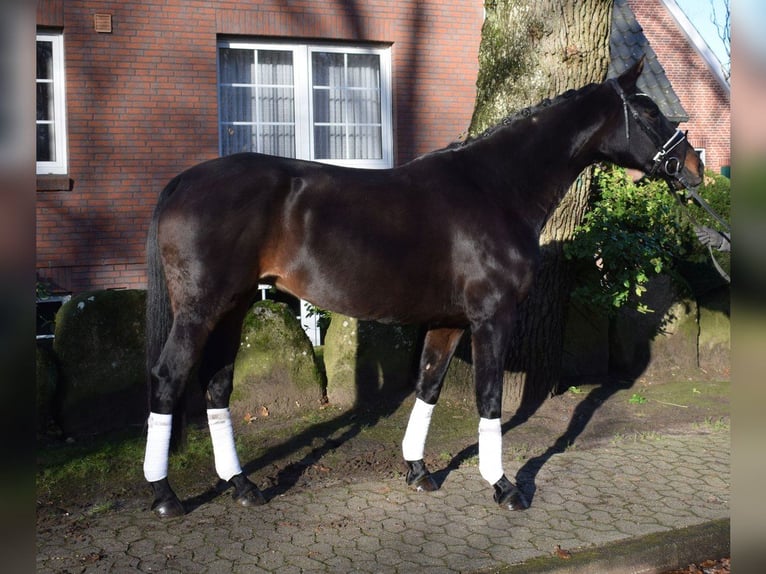 Hannoveraan Merrie 11 Jaar 168 cm Zwartbruin in Fredenbeck