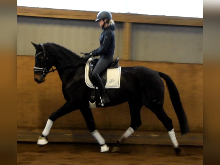 Hannoveraan Merrie 11 Jaar 168 cm Zwartbruin in Fredenbeck