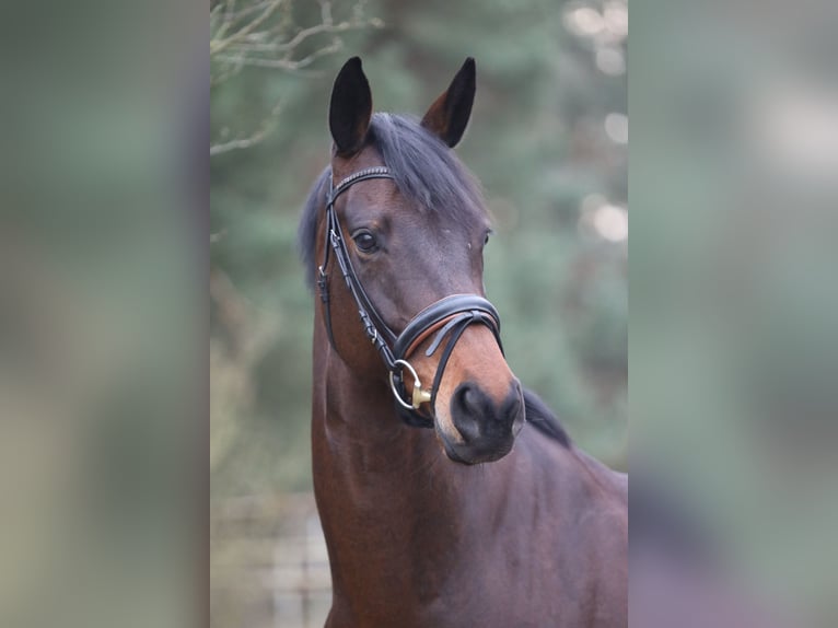 Hannoveraan Merrie 11 Jaar 168 cm Zwartbruin in Wuppertal