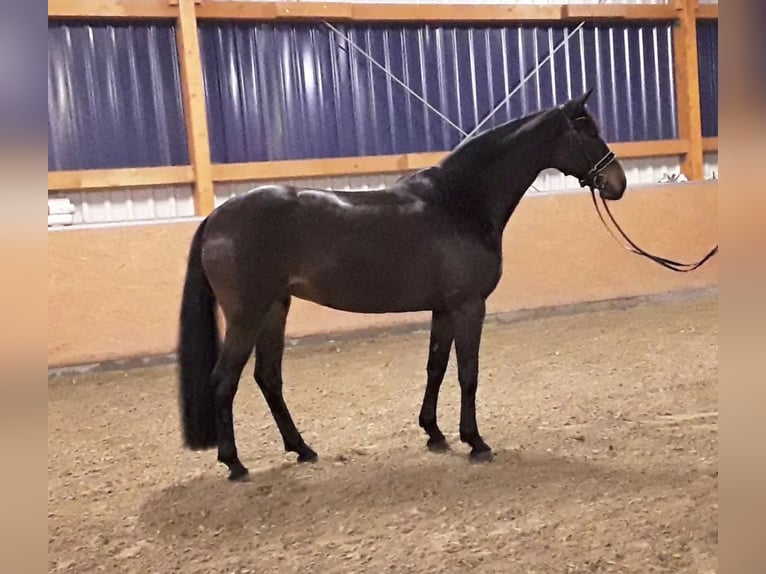 Hannoveraan Merrie 11 Jaar 168 cm Zwartbruin in Wagenfeld