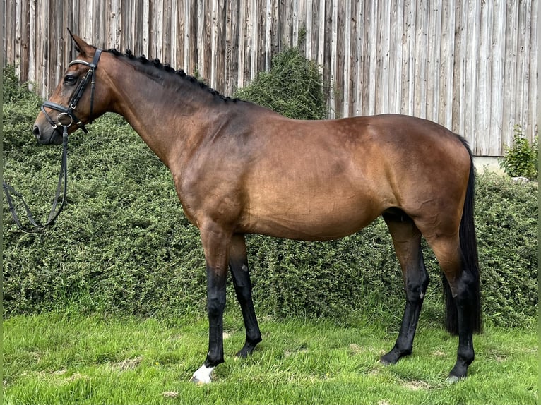 Hannoveraan Merrie 11 Jaar 169 cm Bruin in Ostercappeln