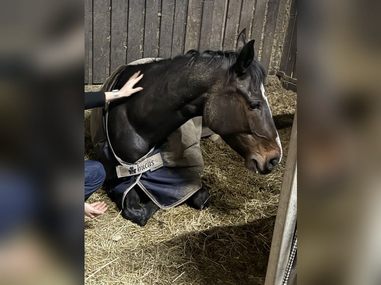 Hannoveraan Merrie 11 Jaar 169 cm Donkerbruin in Hamburg