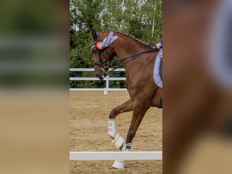 Hannoveraan Merrie 11 Jaar 169 cm Donkere-vos in Berlin