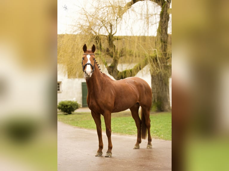Hannoveraan Merrie 11 Jaar 169 cm Donkere-vos in Yvelines