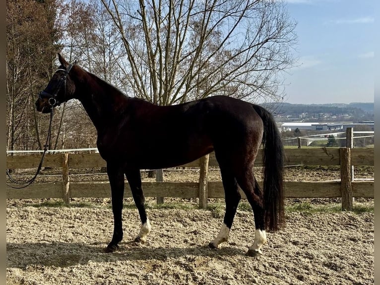Hannoveraan Merrie 11 Jaar 169 cm Zwart in Sinabelkirchen