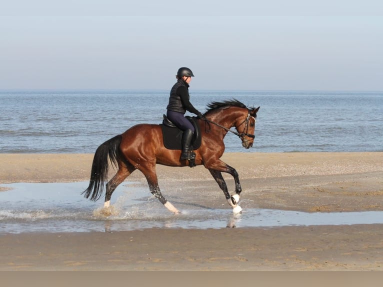 Hannoveraan Merrie 11 Jaar 170 cm Bruin in Korbach