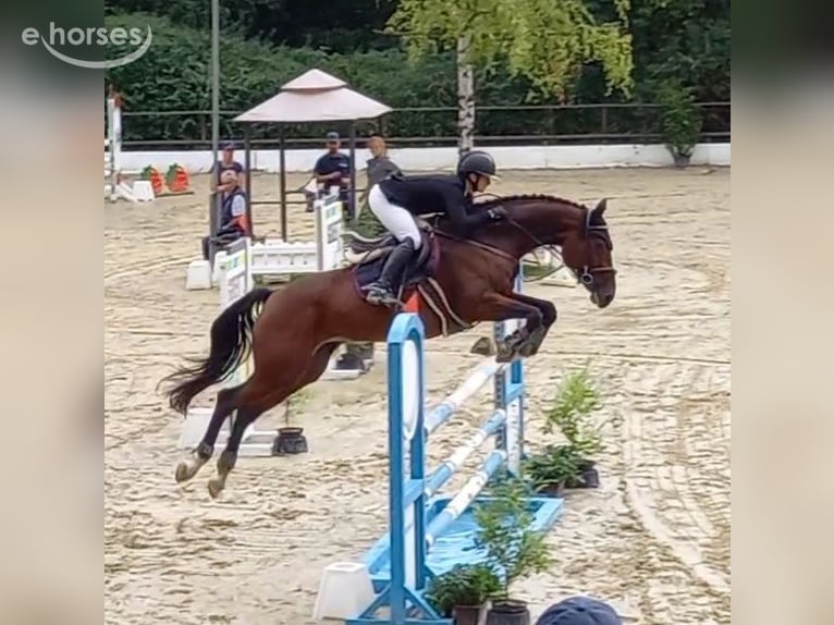 Hannoveraan Merrie 11 Jaar 170 cm Bruin in Wachtberg