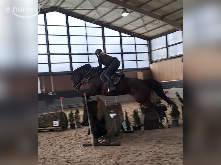 Hannoveraan Merrie 11 Jaar 170 cm Bruin in Wachtberg