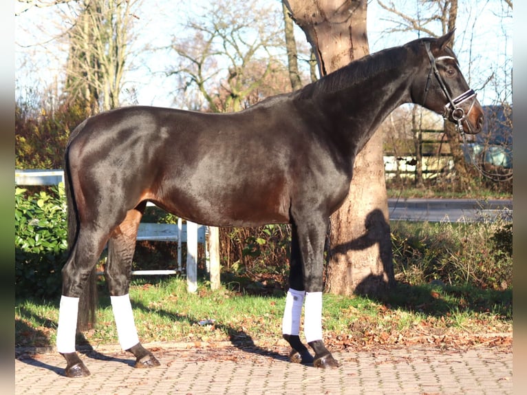 Hannoveraan Merrie 11 Jaar 170 cm Donkerbruin in Selsingen